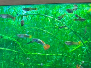 Live Bearers fish Guppies, various colours and ages. - Advert 18