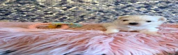 Maltese dogs for sale: Stunning korean Maltease  - Advert 17