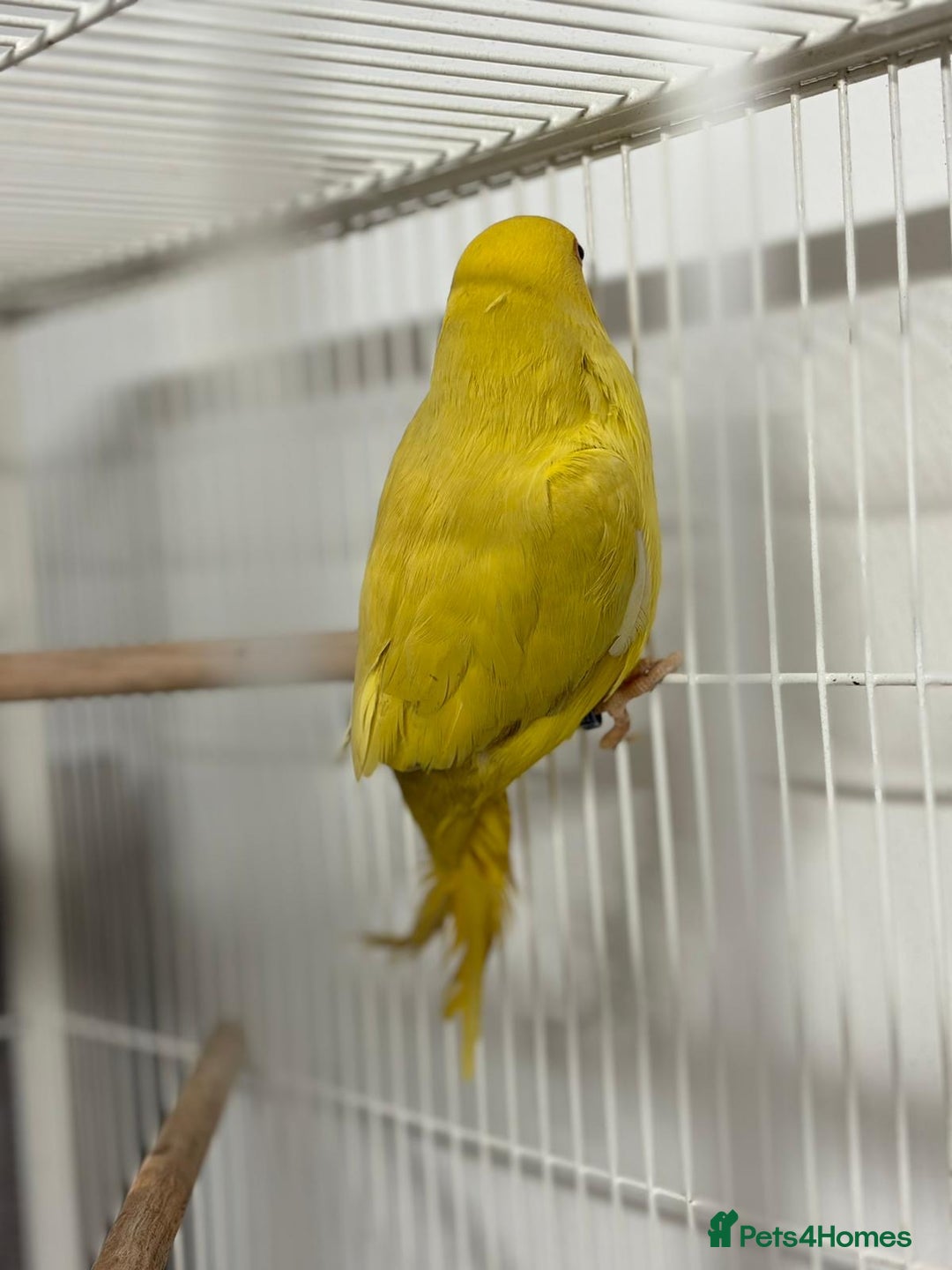 Ringnecks birds for sale: Yellow Lutino Ringneck Parrot - Advert 7