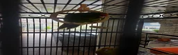 Parakeets birds for sale: Kakariki for sale - Advert 9