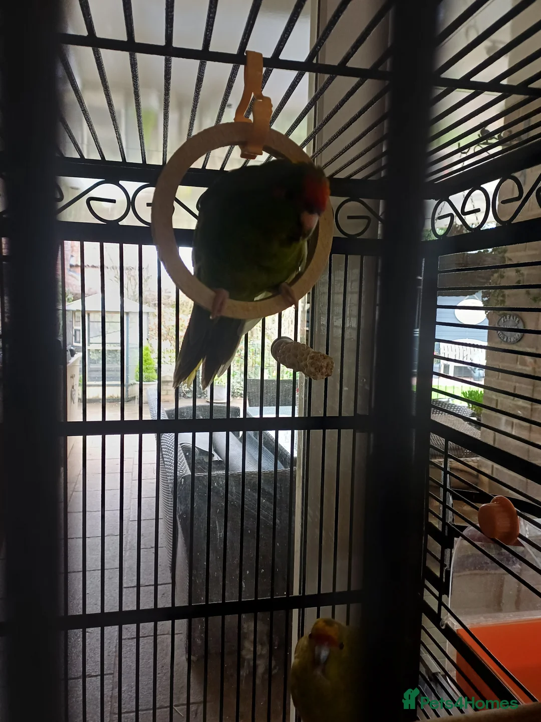Parakeets birds for sale: Kakariki for sale - Advert 9