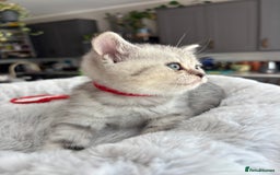 British Shorthair cats for sale: 💎Rare BSH Kittens💎Pedigree Champion Blood Line💎 - Image 13