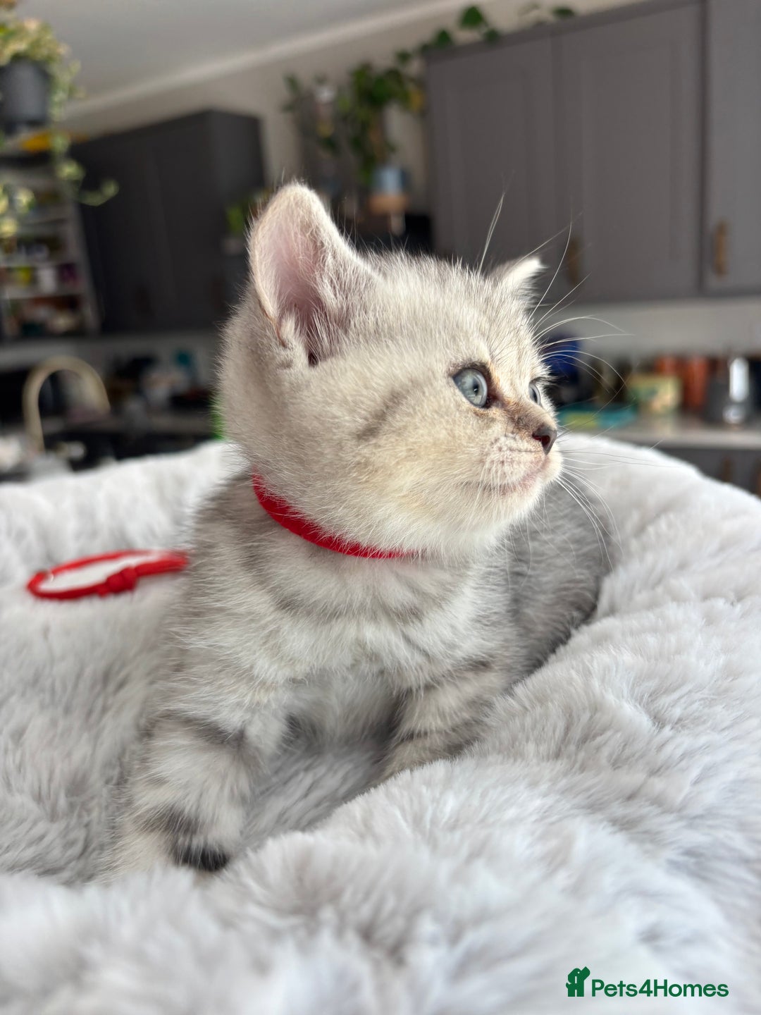 British Shorthair cats for sale: 💎Rare BSH Kittens💎Pedigree Champion Blood Line💎 - Image 13