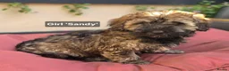 Mixed Breed dogs for sale: Cockapoo x Lhasa Apso Teddy Bear Puppies Ready Now - Advert 3