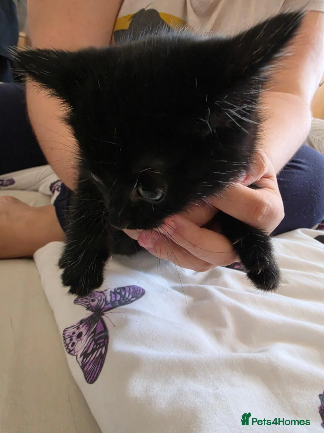 Domestic Shorthair cats for sale: 4 gorgeous black kittens with white patches. - Advert 1