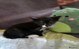 Mixed Breed cats for sale: Kitten Lovely Boy 6 weeks old - Image 2