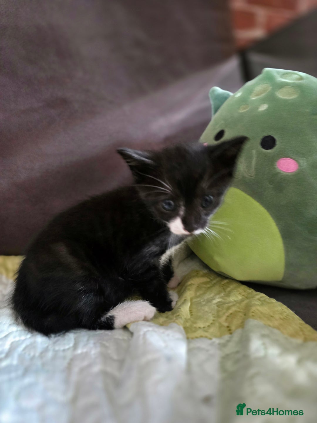 Mixed Breed cats for sale: Kitten Lovely Boy 6 weeks old - Image 2