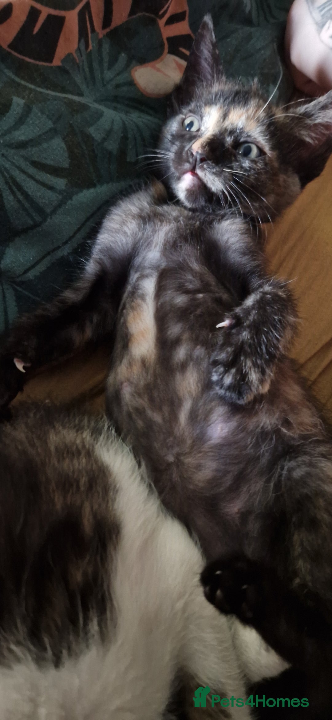 Mixed Breed cats for sale: Maine coon X Sphynx - Advert 15