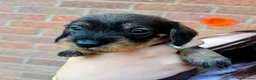 Dachshund dogs for sale: Miniature wire dachshund puppies - Advert 27