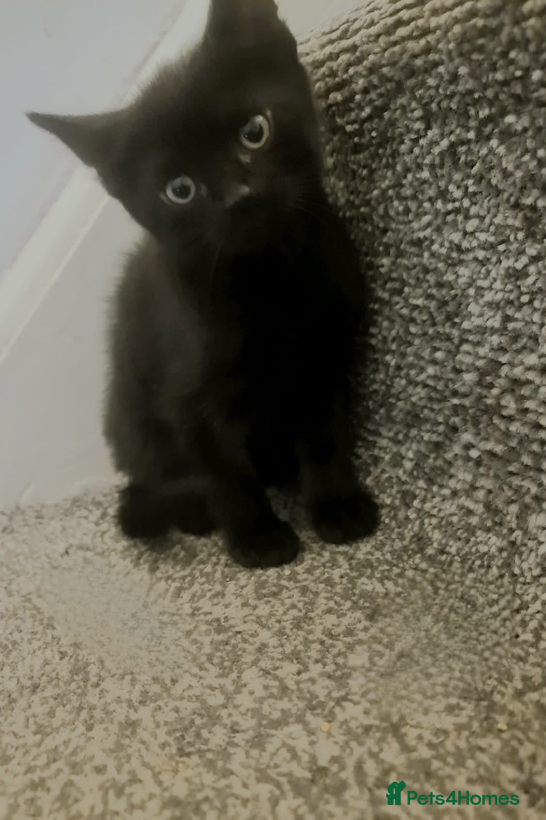 British Shorthair cats Kittens  - Advert 1