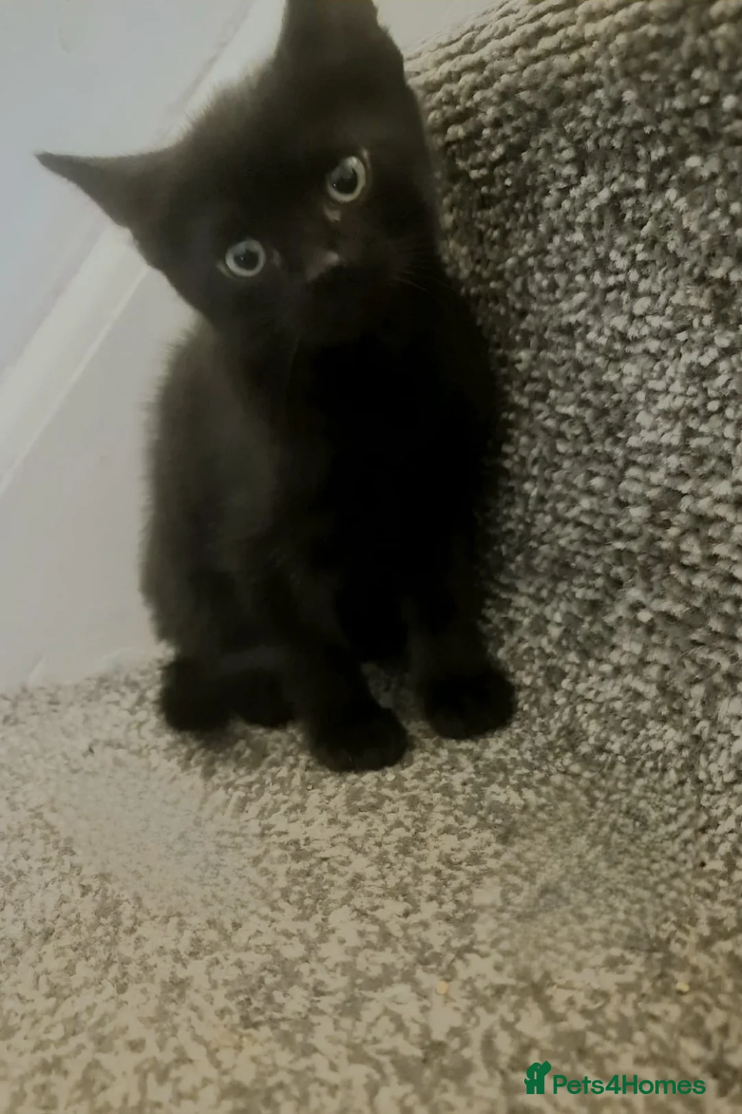 British Shorthair cats for sale: Kittens  in Leicester - Advert 1