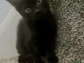 British Shorthair cats Kittens - Advert 1