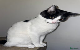 Domestic Shorthair cats for sale: Rocky  - Image 2
