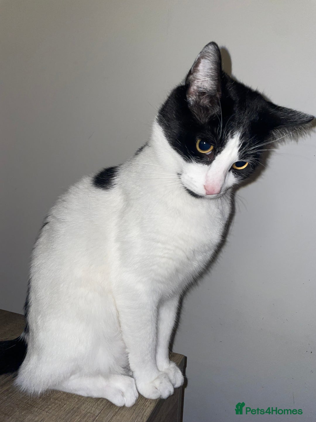 Domestic Shorthair cats for sale: Rocky  - Image 2
