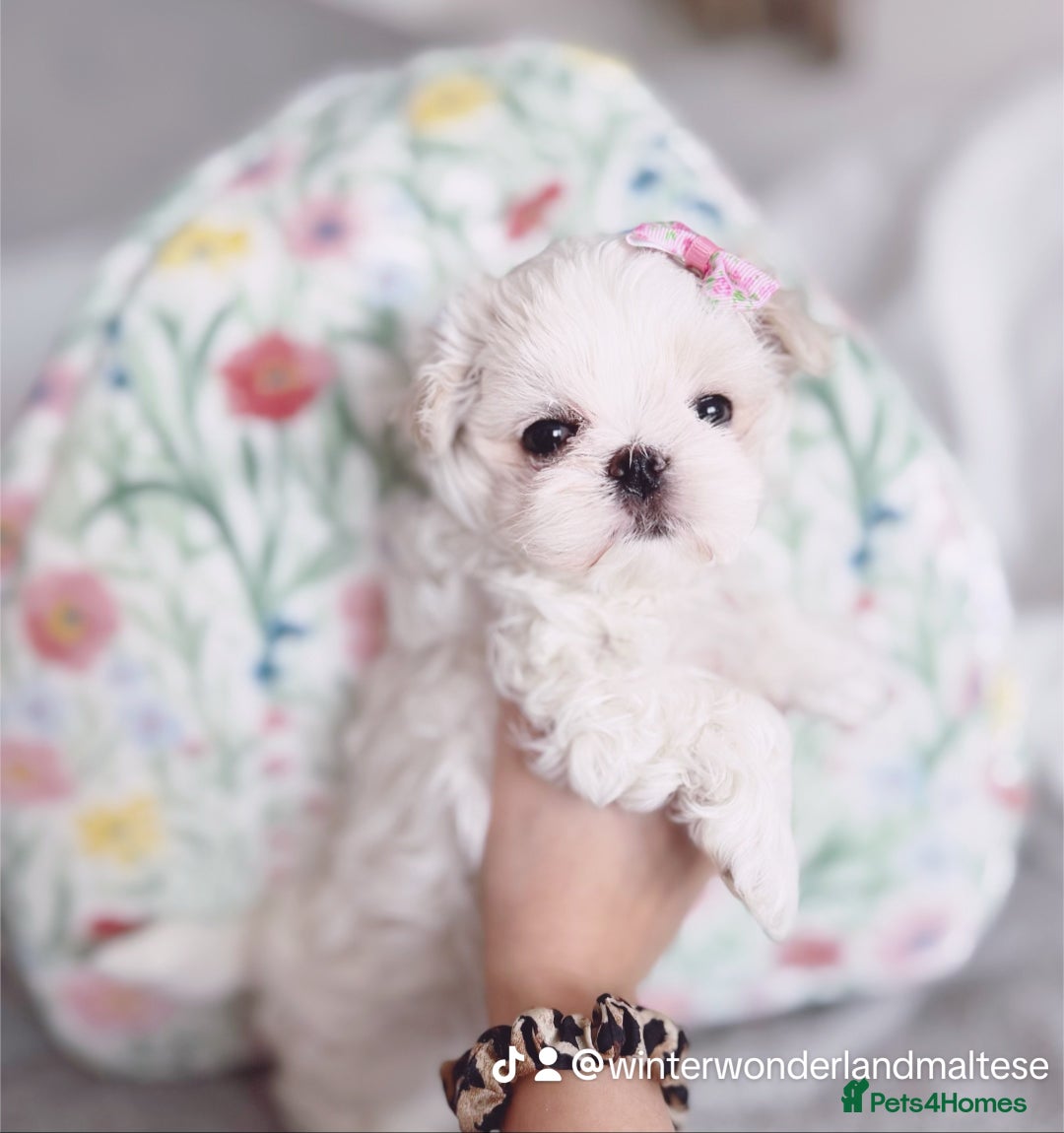 Maltese dogs for sale: 🩷Exclusive 🧬 DNA Tested 🧬 Full Korean Maltese🩵 - Advert 5