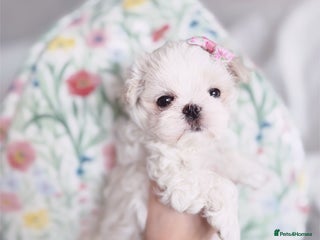 Maltese dogs 🩷Exclusive 🧬 DNA Tested 🧬 Full Korean Maltese🩵 - Advert 3