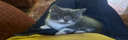 British Shorthair cats for sale: 2 British shorthair girls/ 1 British shorthair mix in Ipswich - Advert 7