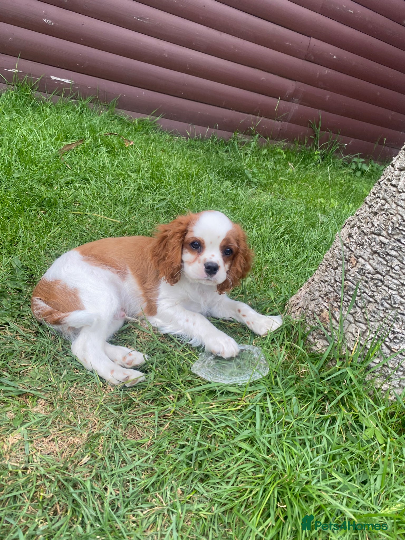 Cavalier King Charles Spaniel dogs Cavalier King Charles Spaniels - Advert 2