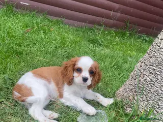 Cavalier King Charles Spaniel dogs Cavalier King Charles Spaniels - Advert 2