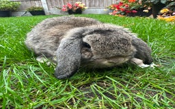 Mini Lop rabbits for sale: Mini Lop Rabbits For Sale  - Image 19