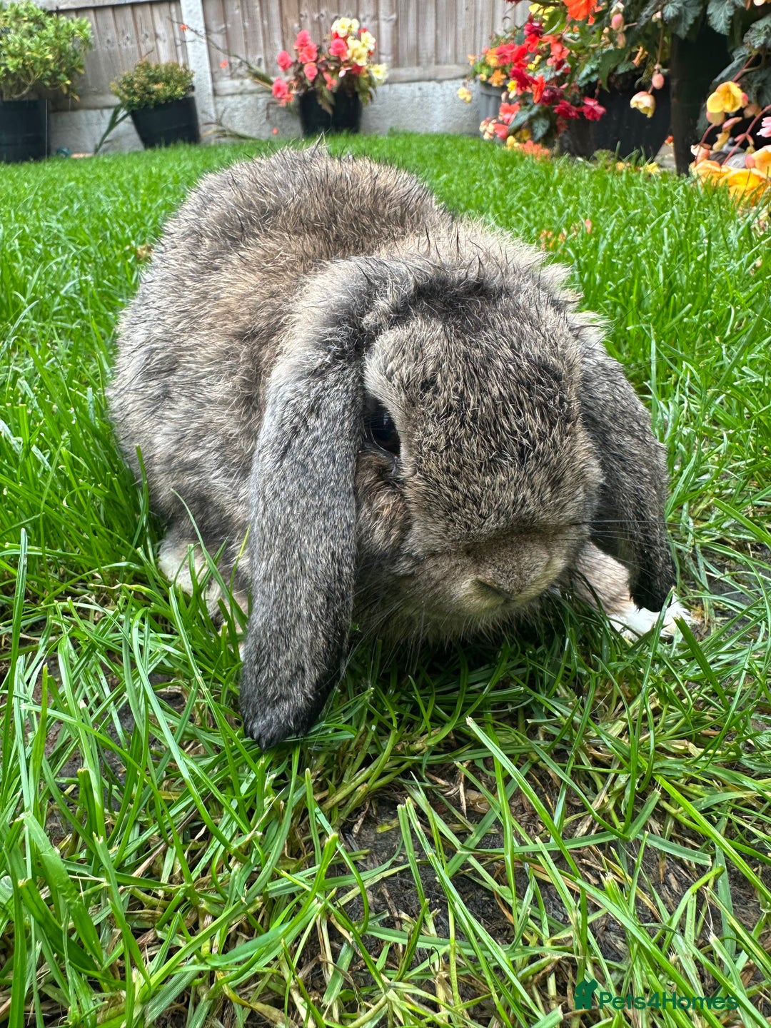 Mini Lop rabbits for sale: Mini Lop Rabbits For Sale  - Image 19