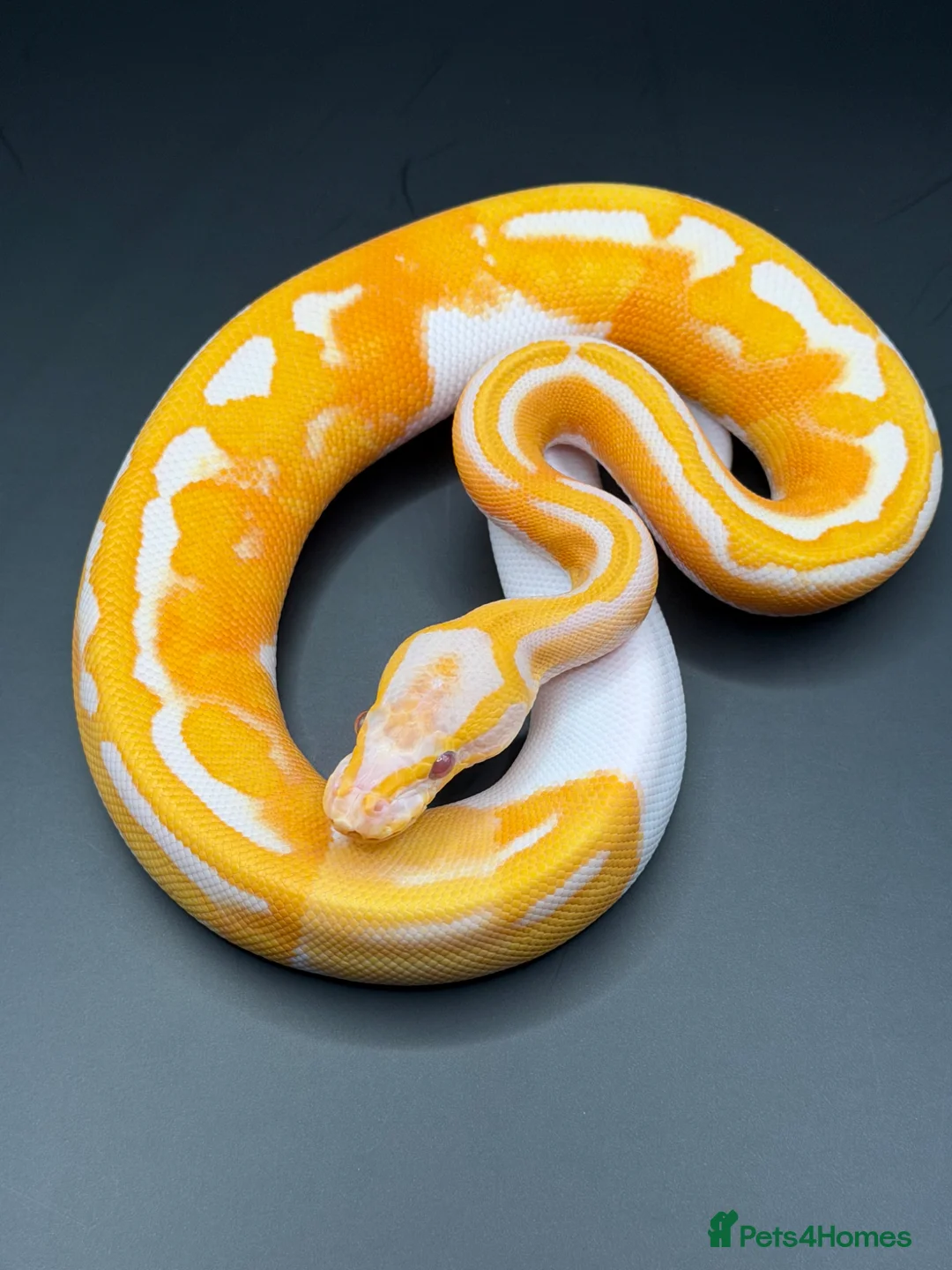 Python Snake reptiles for sale: Dreamsicle ball/royal python hatchlings  in Romford - Advert 1