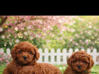 Cavapoo dogs Beautiful red F1b Cavapoo puppies 🐶 - Advert 15