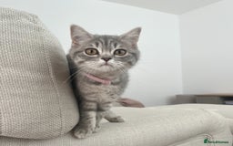 British Shorthair cats for sale: Boy & Girl British Shorthair kittens  - Image 2