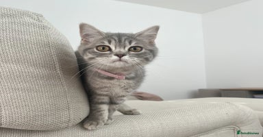 British Shorthair cats - Advert 8