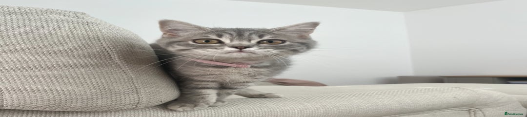 British Shorthair Kitten 2