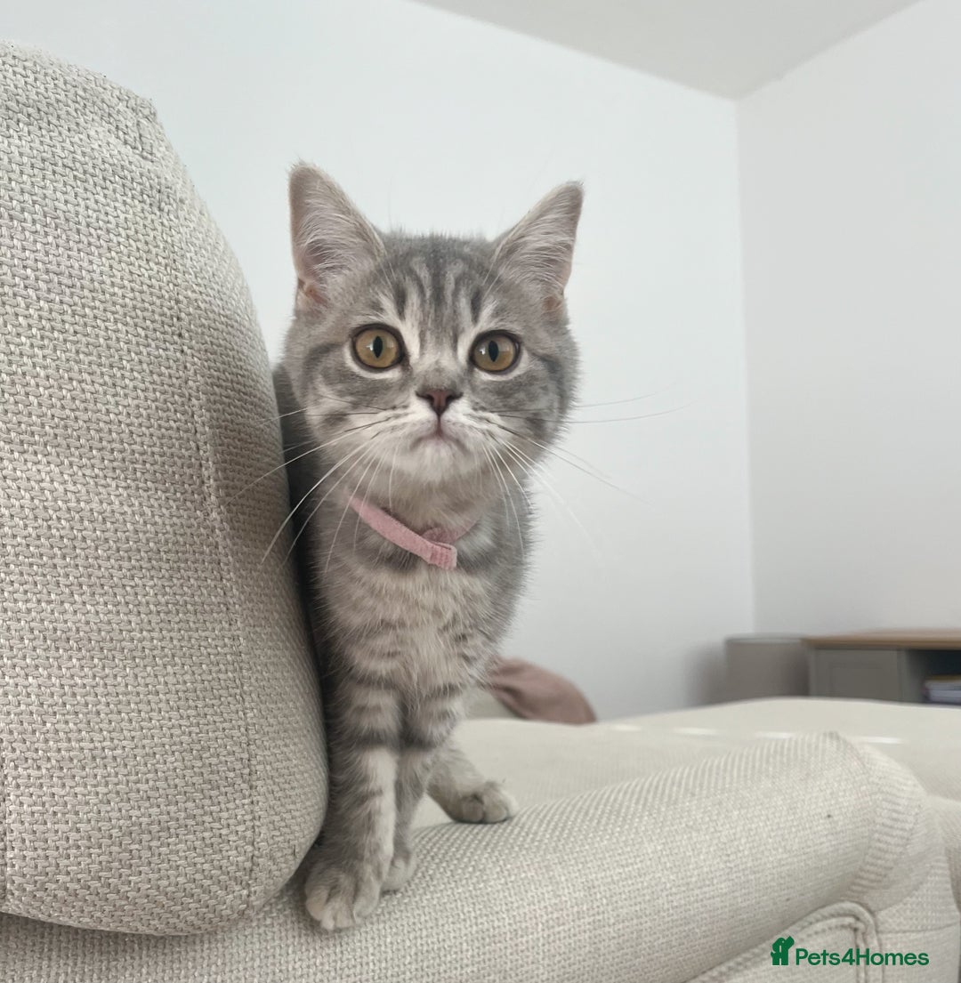 British Shorthair cats for sale: Boy & Girl British Shorthair kittens  - Image 2