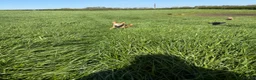 Bocker dogs for sale: Bocker male 7 years old  - Advert 5