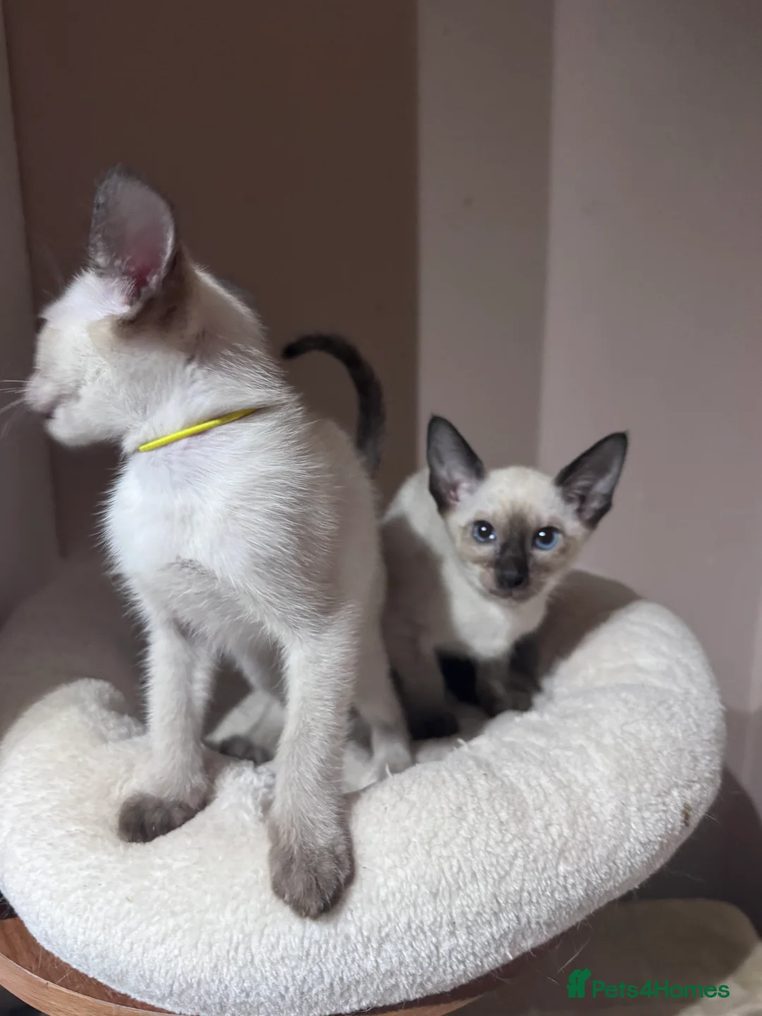 Siamese cats for sale: 2 affectionate female kittens available  - Advert 5
