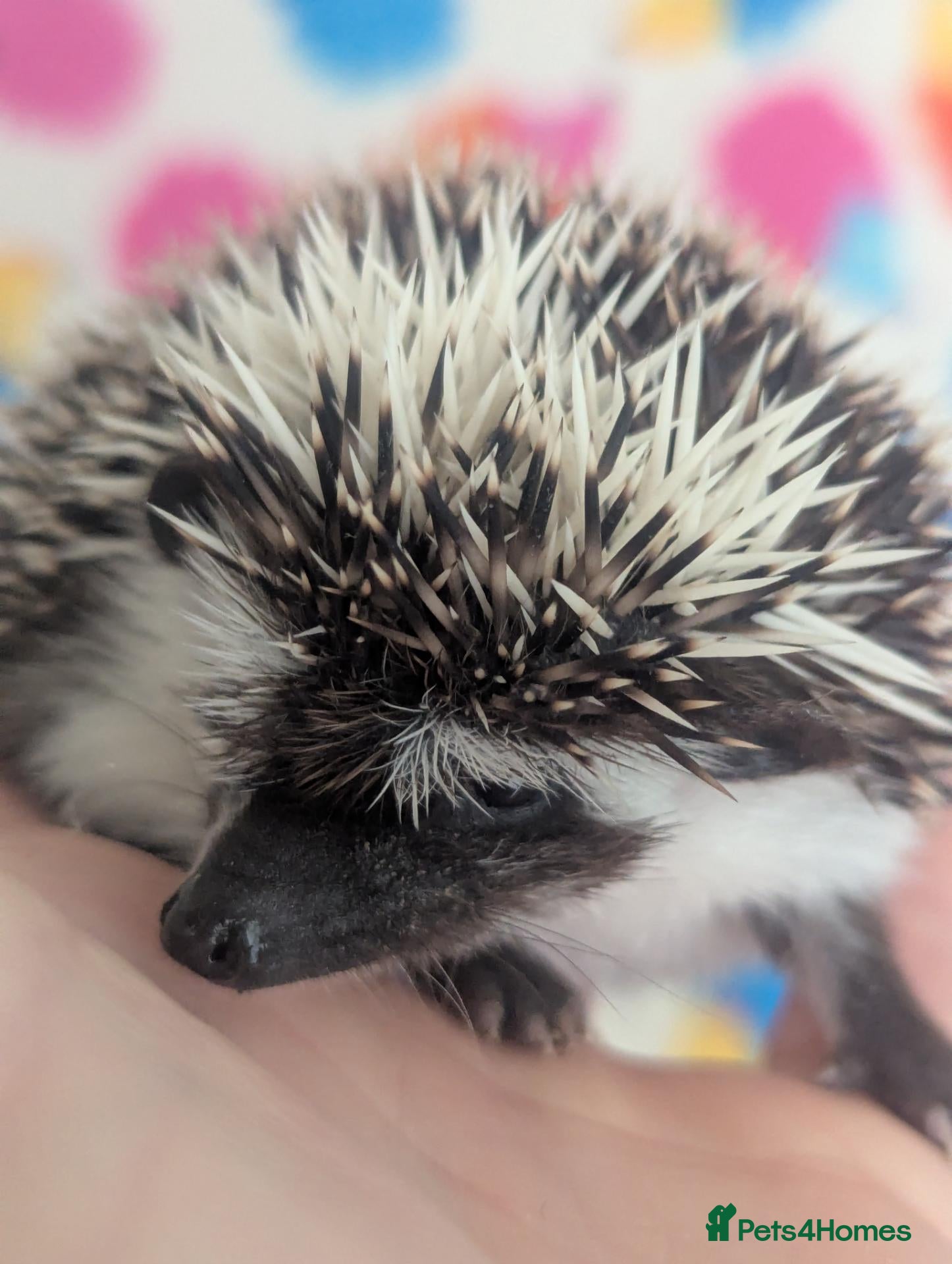 Pygmy Hedgehog rodents 10 Week Old Baby Hoglets WAS £250 NOW £200!!! - Advert 2