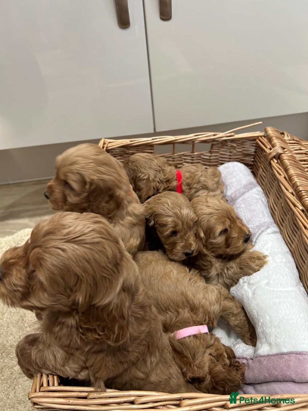 Cockapoo dogs for sale: F1 Miniature Cockapoo  - Advert 12