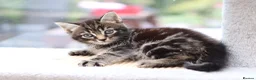 Mixed Breed cats for sale: Tabby Kittens Ready Soon - Advert 24
