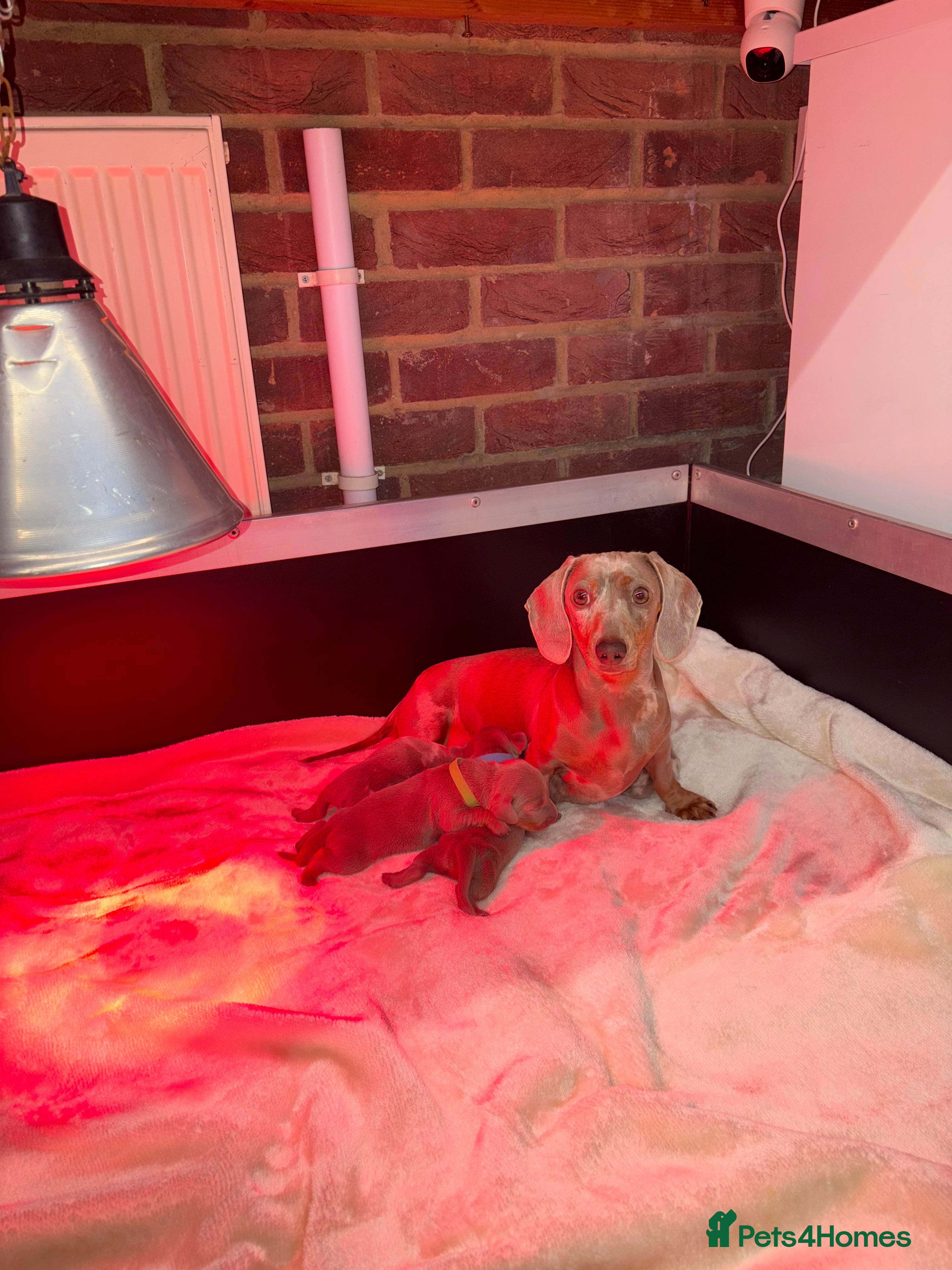 Miniature Dachshund dogs 4 Beautiful isabella Tan&Dapple mini dachshunds - Advert 2