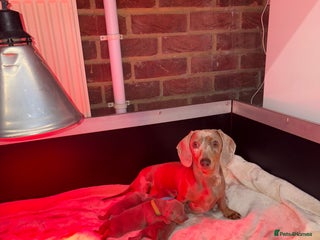 Miniature Dachshund dogs 4 Beautiful isabella Tan&Dapple mini dachshunds - Advert 2