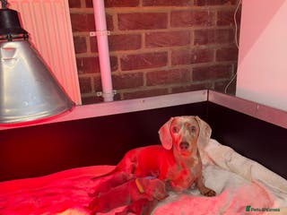 Miniature Dachshund dogs Toy Story Litter 🧸 3 mini smooth hair dachshunds - Advert 8