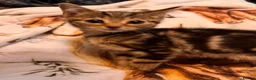 Mixed Breed cats for sale: Kittens  Domestic short hair in Worcester - Advert 30