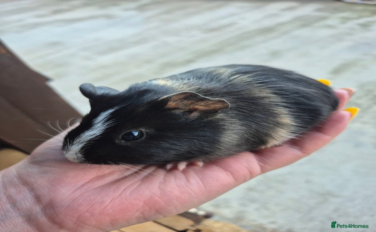 Guinea Pig rodents - Advert 16