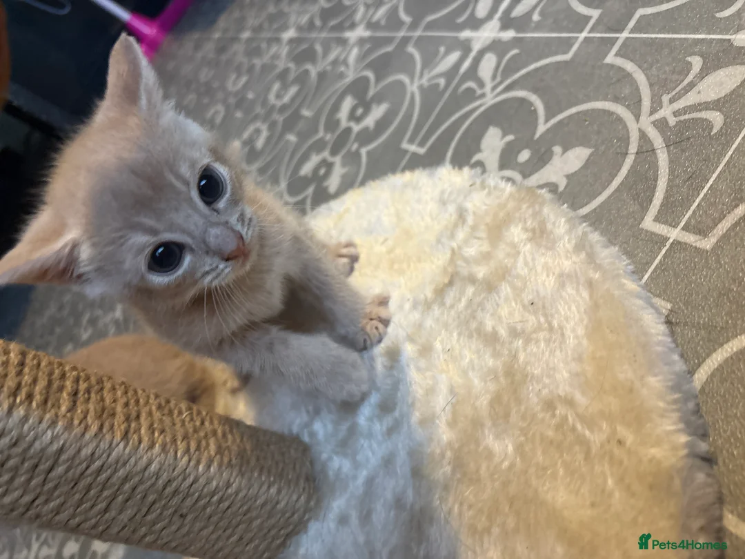 Mixed Breed cats for sale: Kitten’s For Sale - Advert 8