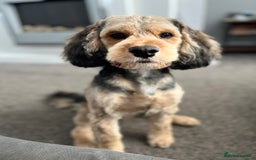 Cockapoo dogs for stud: Male dog for stud - Image 2