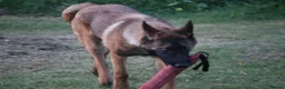 Belgian Shepherd Dog dogs for sale: Kc registered malinois  - Advert 7