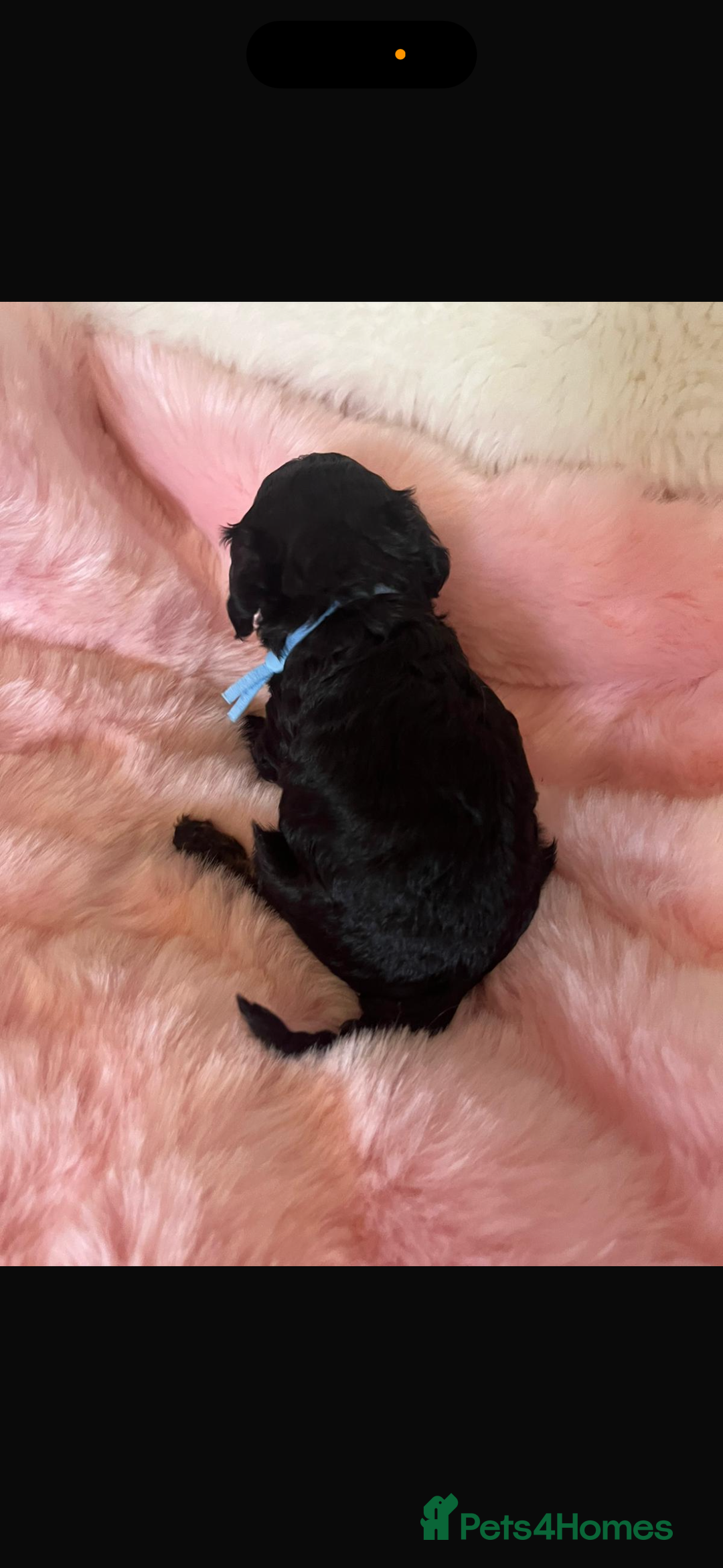 Cavapoo dogs for sale: Top quality F1b toy cavapoos  - Image 15