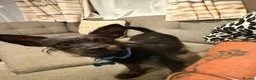 Chipoo dogs for sale: Chi poo in Sheffield - Advert 1