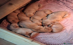 Mixed Breed dogs for sale: Vizla Labrador Puppies - Image 17