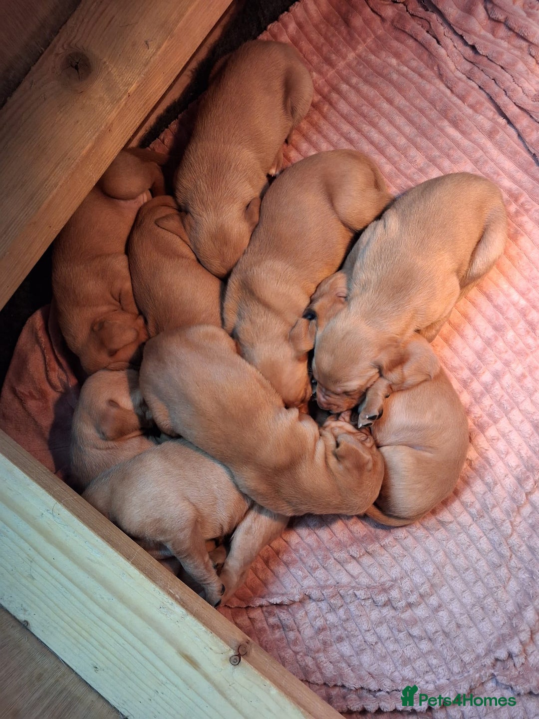 Mixed Breed dogs for sale: Vizla Labrador Puppies - Image 17