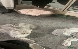 Persian cats for sale: Persian chinchilla kitten  - Image 3