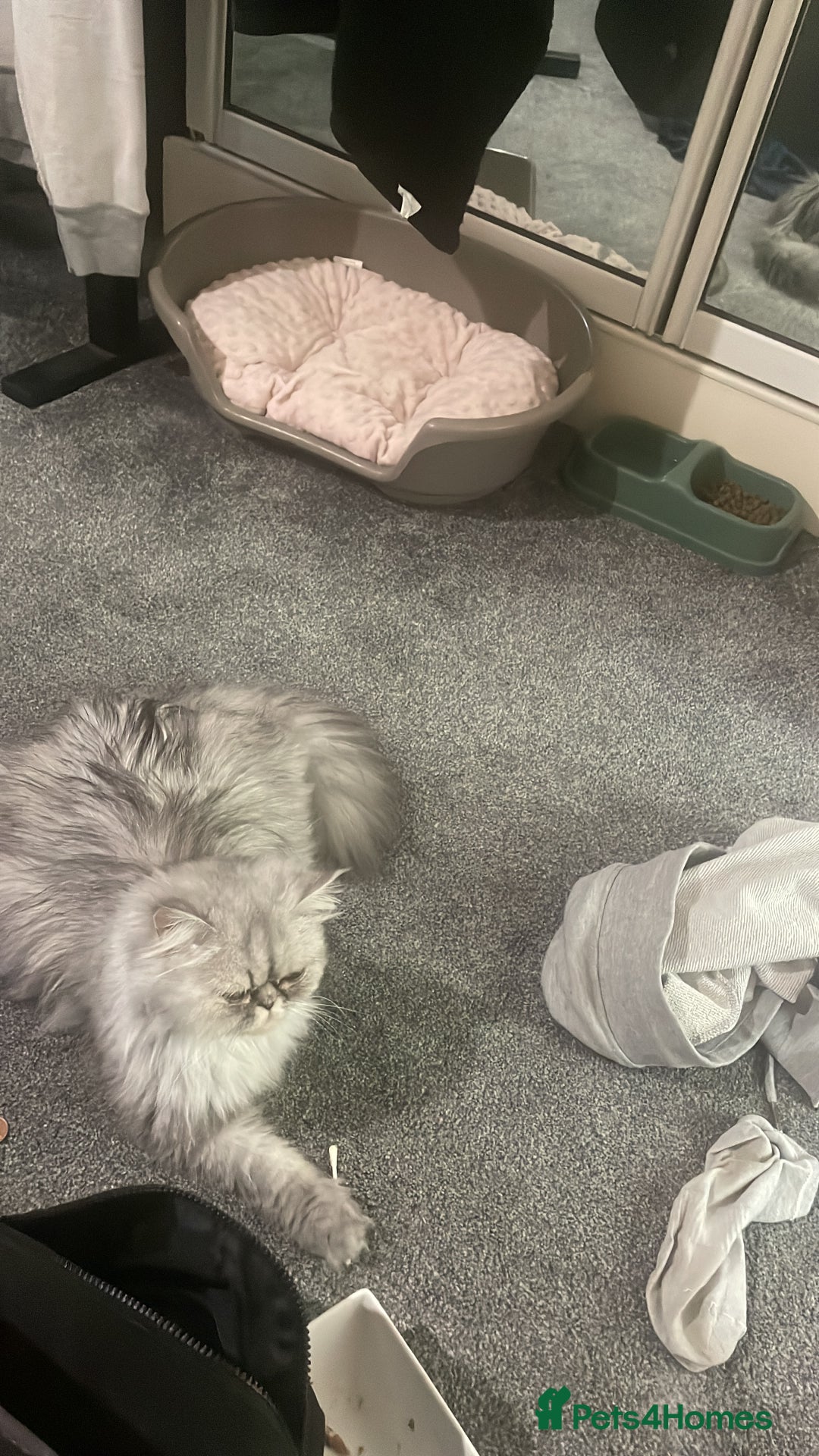 Persian cats for sale: Persian chinchilla kitten  - Image 3